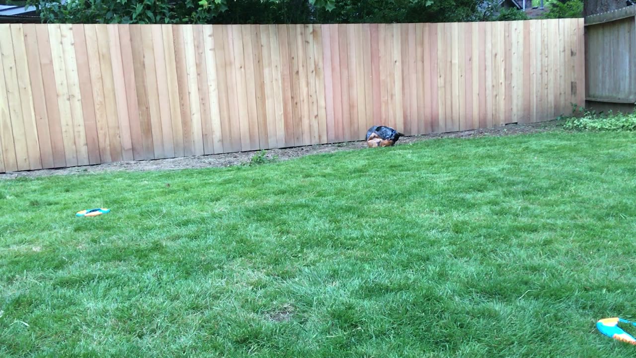 backyard wrastle 9382092842