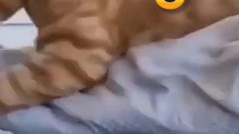 cat funny video shorts | Animal funny video | #funny #shorts #cat #viral