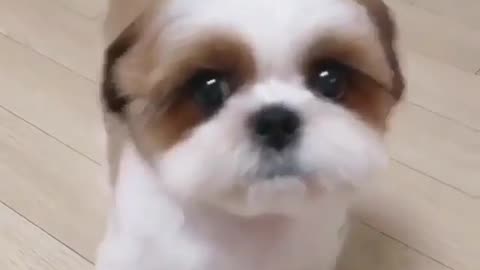 Fun Animals