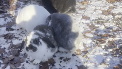 Curious Bunny Sniffing Everything