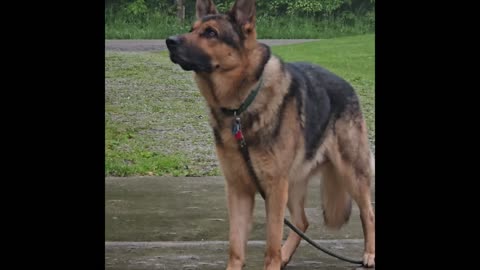 Virgil german shepherd.