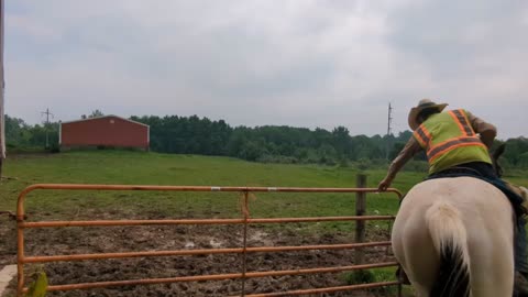 Working a gate - Oakley & Nutmeg - 6 June 2025