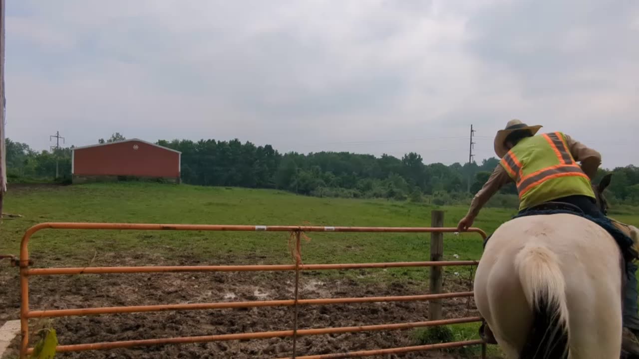 Working a gate - Oakley & Nutmeg - 6 June 2025