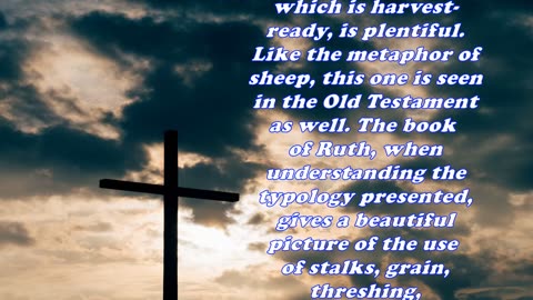 Matthew 9:37 - Daily Bible Verse Commentary