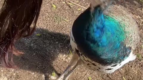 Wild Turkey Pecks Girls Eye