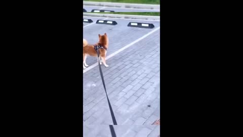 Most Funny videos in this page