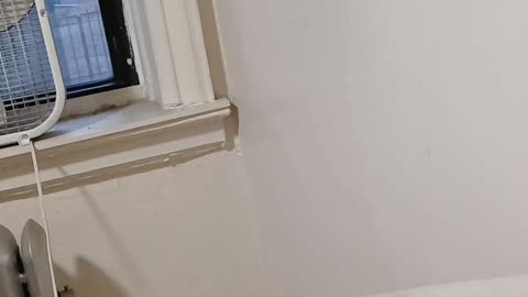 Thousands march in Midtown against ICE, Trump days after Minneapolis killing