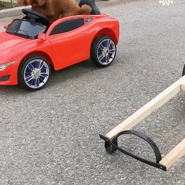 Dogs are the best!.hd