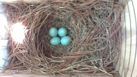 A Fascinating Look at Baby Bluebirds: Time-Lapse Video with Live Nest Box Cam.