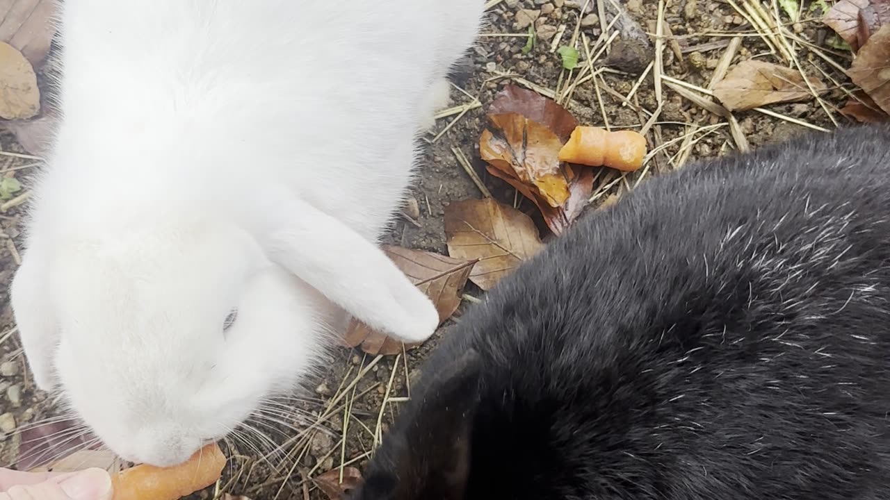 Nighttime bunnies exploring under the stars 🌙🐇