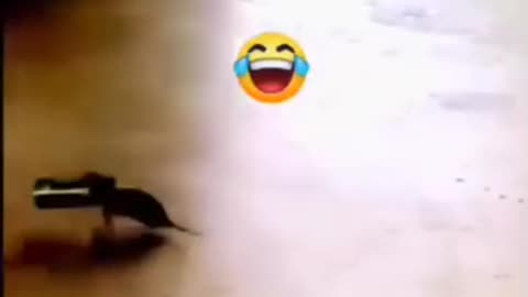 Funny videos 😂 of 🐀 rat