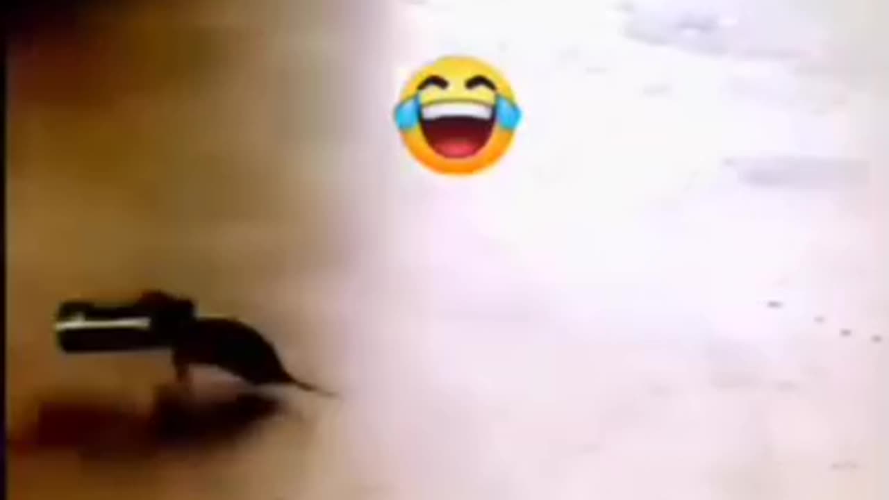 Funny videos 😂 of 🐀 rat