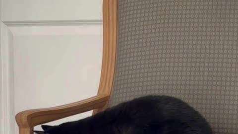 Piper Gets a Good Vantage Point from Her Throne - Adopting a Cat from a Shelter Vlog #shorts