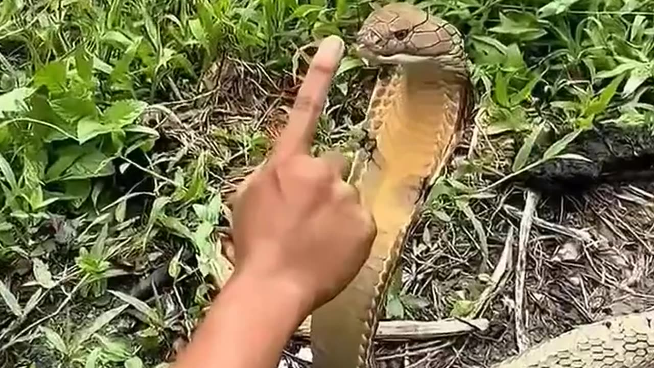 Monsterđź‘€