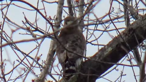 Broad-winged hawk