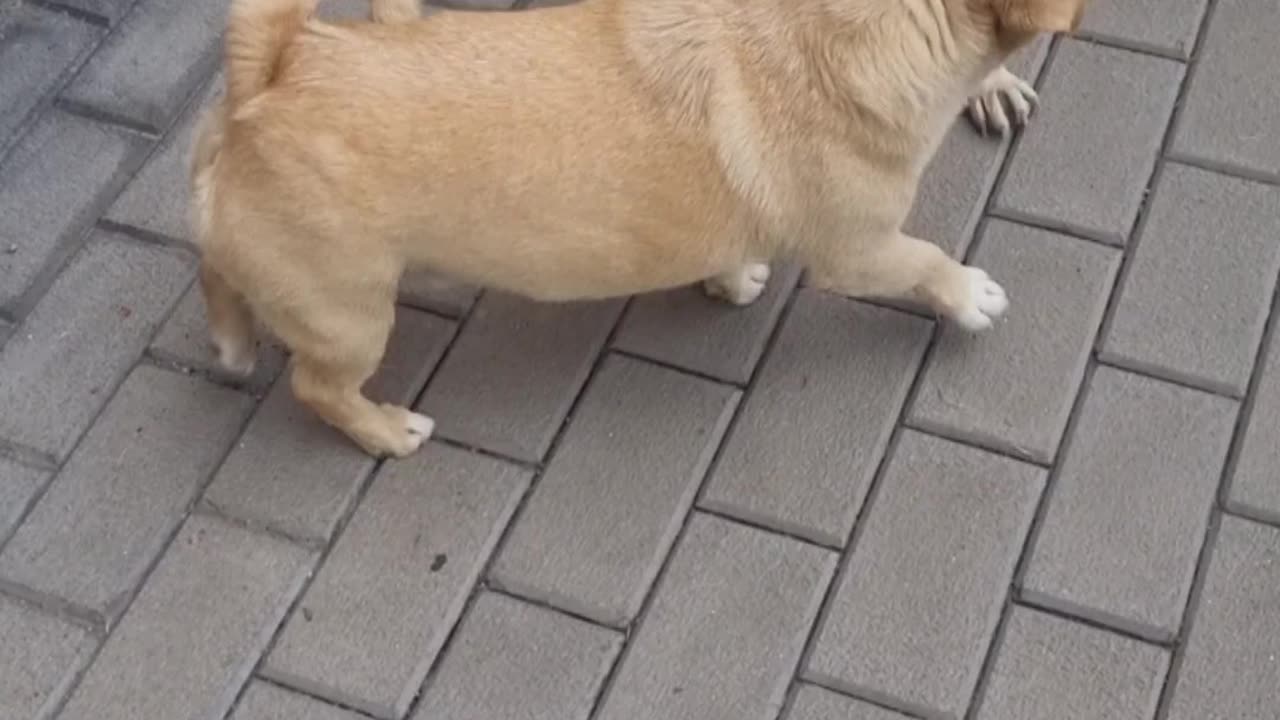 Two dogs playing – pure joy! 🐕🐕❤️