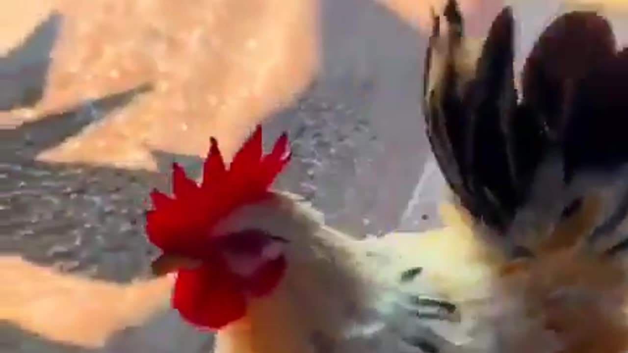 Mini Rooster