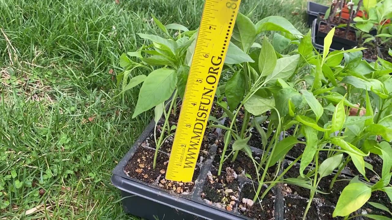 Garden seedling for 2025