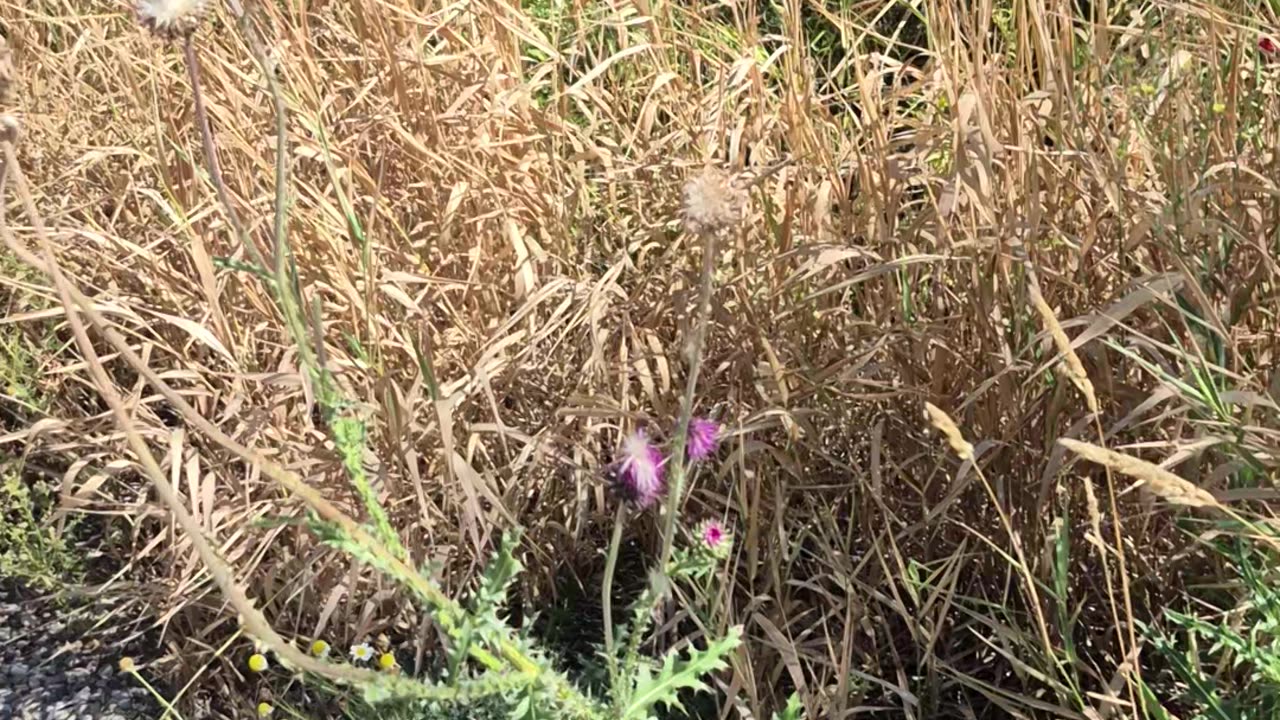 Fun With Flora And Fauna