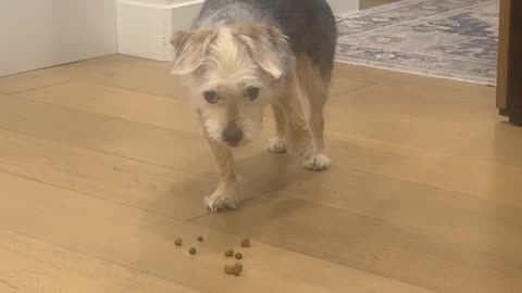 Dog Caught Cheating on Her Diet