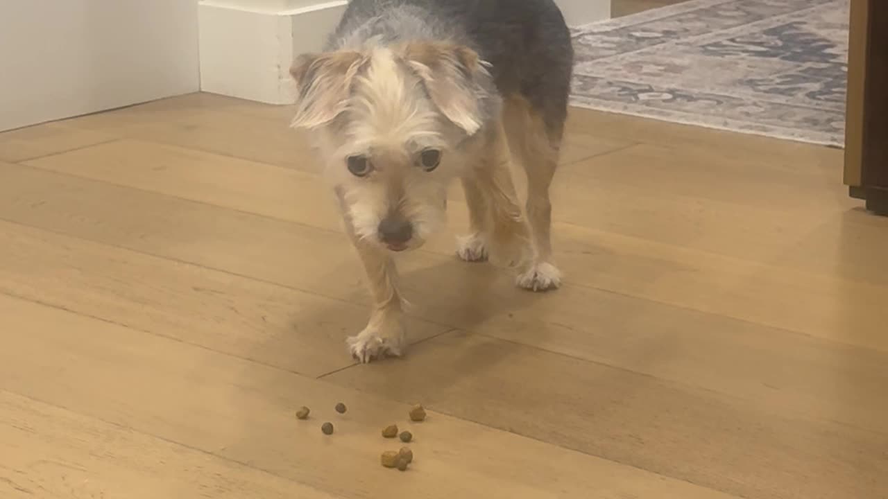 Dog Caught Cheating on Her Diet