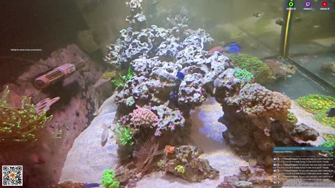 24/7 Real Live Reef Stream