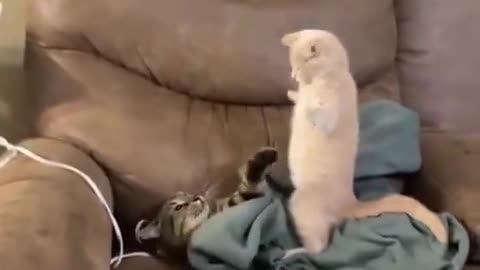 Cat and her kid😂