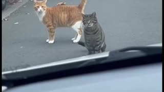 Ruined the whole hunt...