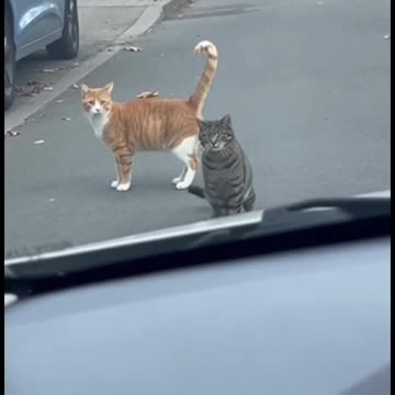 Ruined the whole hunt...