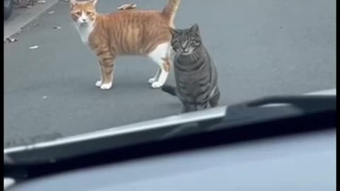 Ruined the whole hunt...