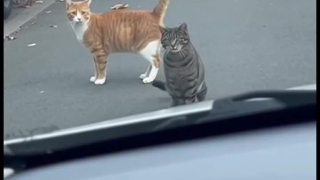 Ruined the whole hunt...