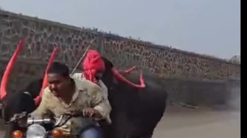 Animal funny