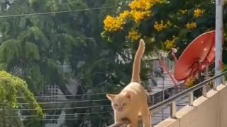 🤣😺 You Won't Believe What This Cat Does Next! | FunFM