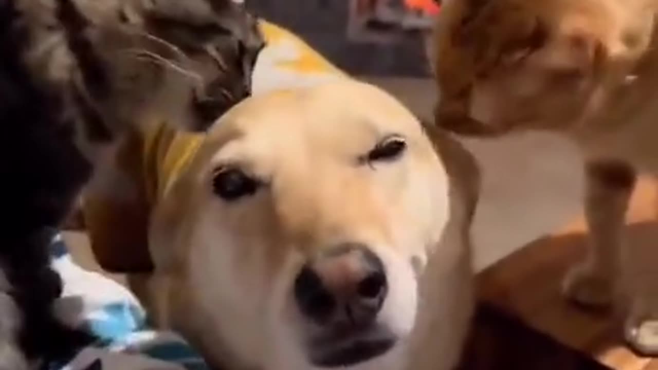 Cute dog and cat being nice to another XD