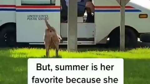 My dog and the postman 🤗 #funnydog #funnypet #cutedog #dog #