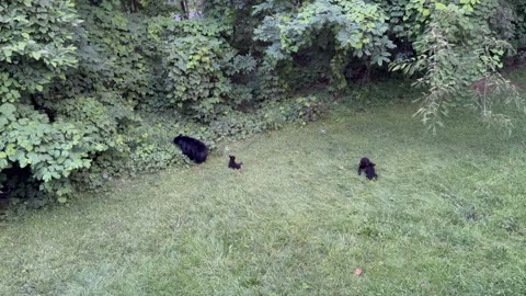 Mama Bear With Her Babies