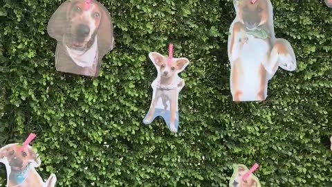 Paws, People & Rock ’n Roll 🎸🐶 | Greenville Humane Society Fund-Raiser 爪爪、乐队与摇滚 🎸🐶 | 格林维尔爱护动物协会公益派对