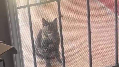 😂💡 Cat Flinch! | FunFM