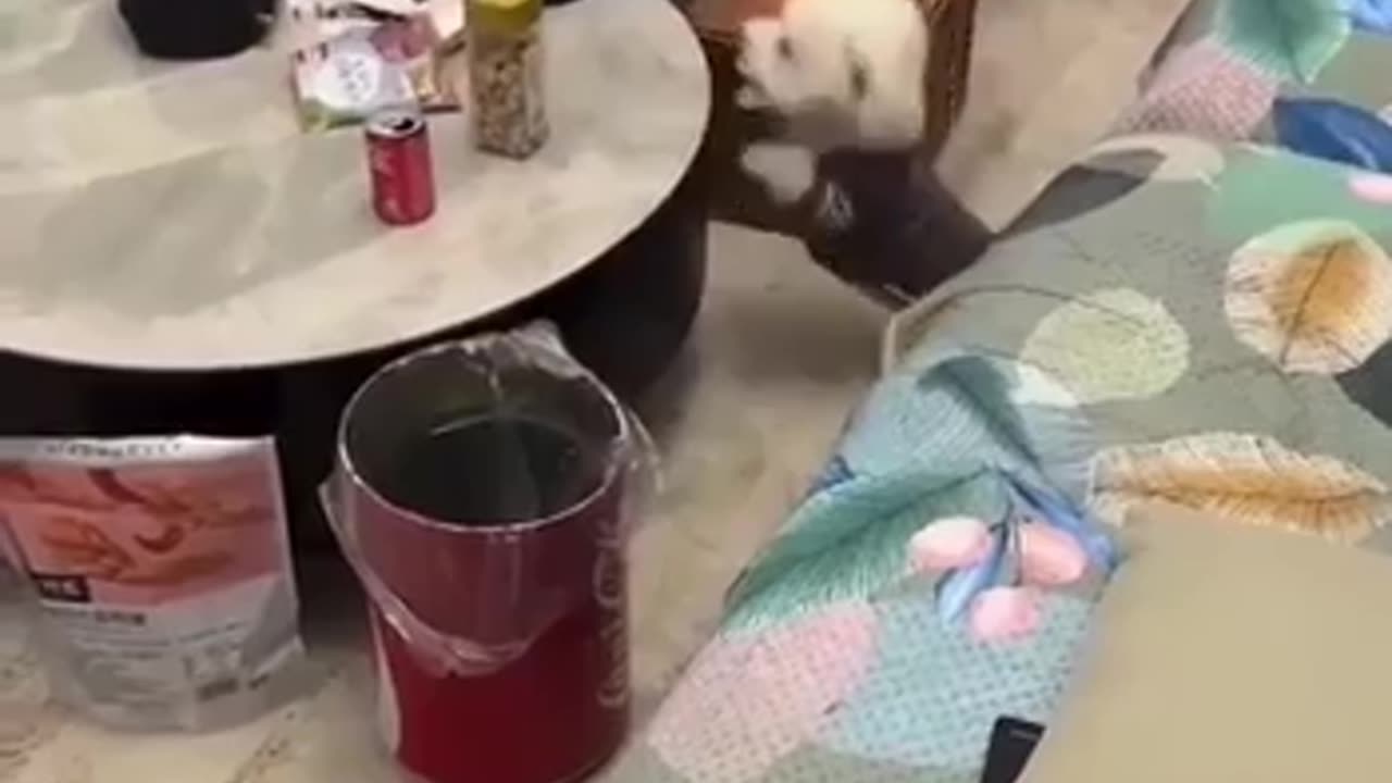 🐶💪 Dog's Balancing Skills Are Impressive! | FunFM