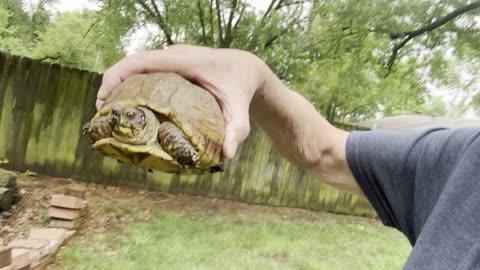 Lucky Turtle