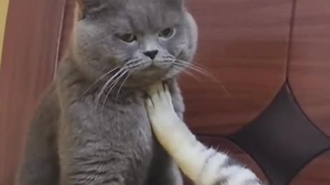 A selection of funny videos with cats