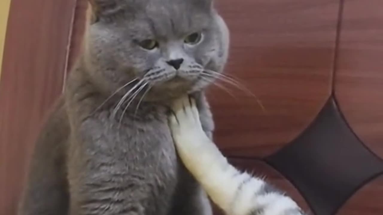 A selection of funny videos with cats
