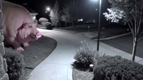 A hug pig coming on door