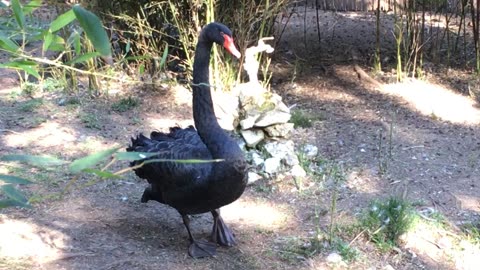 Lagos Zoo (Algarve, Portugal) 9