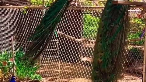 Funny animal videos