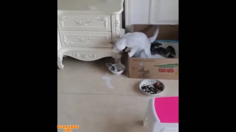 🐱 Impossible Not to Laugh – Cats Edition!