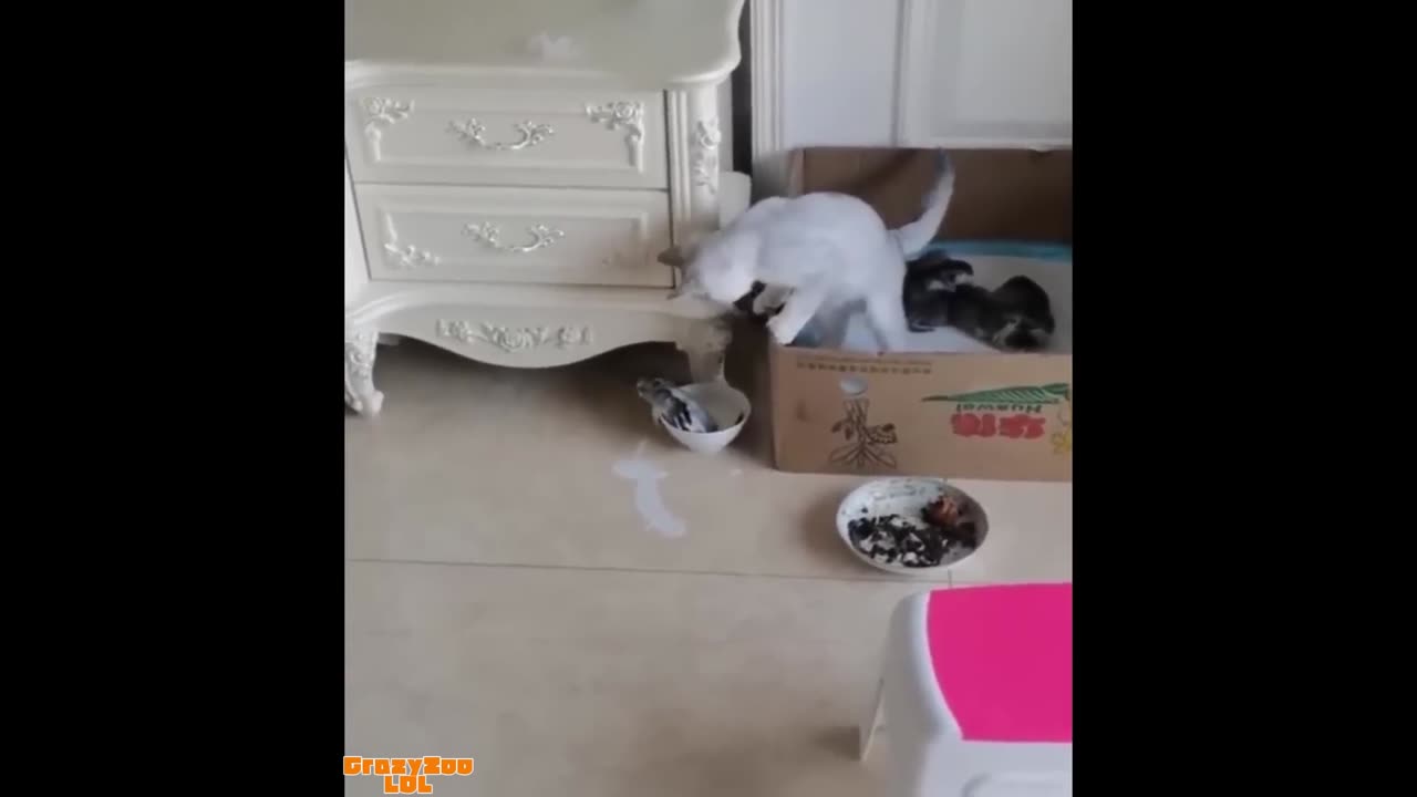 🐱 Impossible Not to Laugh – Cats Edition!