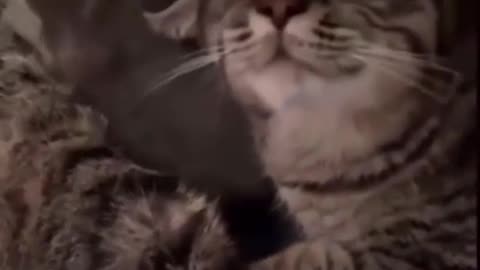 🐶😂 This Dog's Trick Will Make You Laugh! | FunFM
