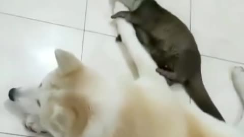 Rescued otter cannot sleep without holding his best friend's arm