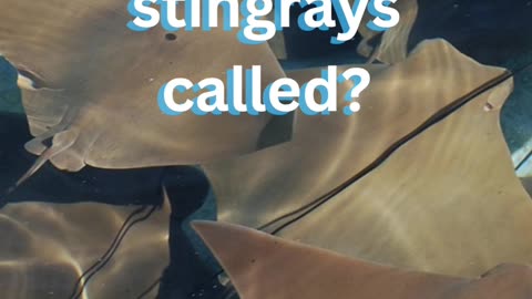 A group of Stingrays?